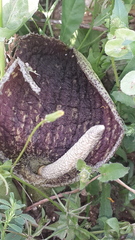 Eminium spiculatum