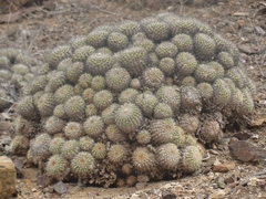 Copiapoa cinerascens