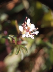 Cardamine hirsuta