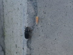 Zygina flammigera