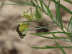 Gomphocarpus tomentosus tomentosus
