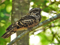 Nyctiprogne leucopyga