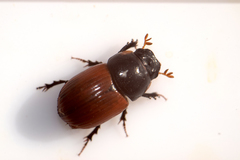 Aphodius fimetarius