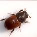 Aphodius fimetarius - Photo (c) Ivan Pancic,  זכויות יוצרים חלקיות (CC BY-NC), הועלה על ידי Ivan Pancic