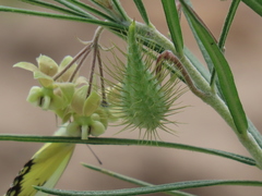 Gomphocarpus tomentosus tomentosus