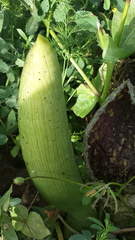 Eminium spiculatum