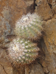 Copiapoa cinerascens