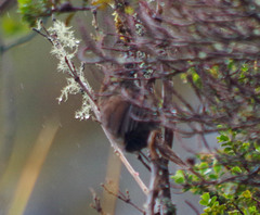 Grallaria quitensis