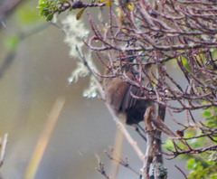 Grallaria quitensis