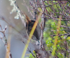 Grallaria quitensis