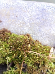 Bryum