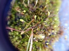 Bryum
