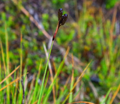 Sisyrinchium jamesonii