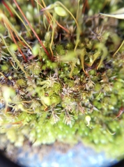 Bryum