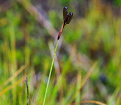 Sisyrinchium jamesonii
