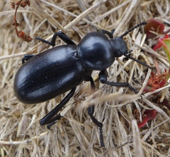 Eleodes grandicollis