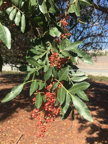 iNaturalist observation photo of Brazilian pepper