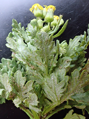 Senecio radiolatus