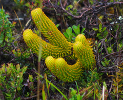 Phlegmariurus hystrix