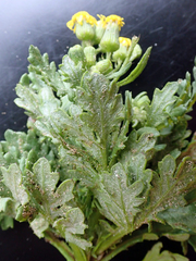 Senecio radiolatus