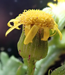 Senecio radiolatus