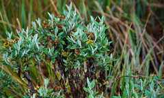 Monticalia andicola