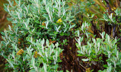 Monticalia andicola