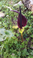 Arum palaestinum