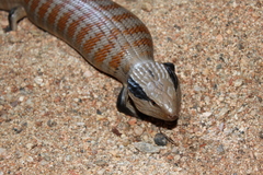 Tiliqua multifasciata