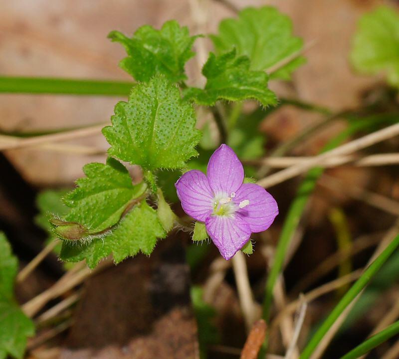 hairy speedwell