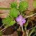 Hairy Speedwell - Photo (c) Reiner Richter, some rights reserved (CC BY-NC), uploaded by Reiner Richter