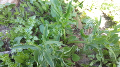 Eminium spiculatum