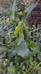 Arum hygrophilum