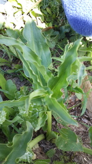 Eminium spiculatum