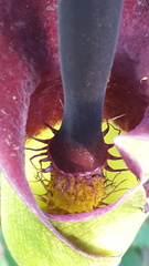 Arum palaestinum