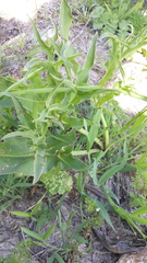 Eminium spiculatum