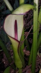Arum hygrophilum