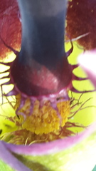 Arum palaestinum