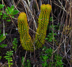 Phlegmariurus hystrix