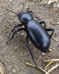 Eleodes grandicollis