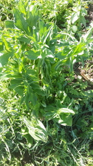 Eminium spiculatum