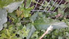 Arum hygrophilum