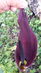 Arum palaestinum