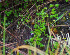 Clinopodium nubigenum