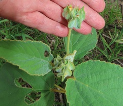 Melhania forbesii