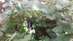 Arum palaestinum