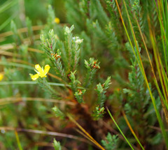 Hypericum lancioides