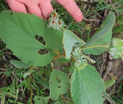 Melhania forbesii