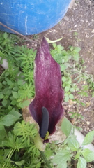 Arum palaestinum