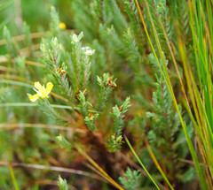 Hypericum lancioides